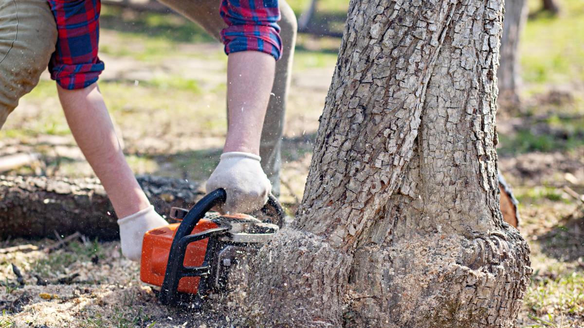 stump removal