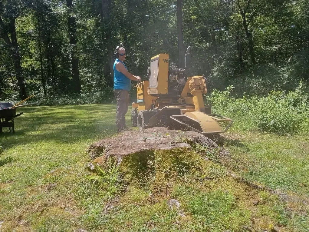 tree removek