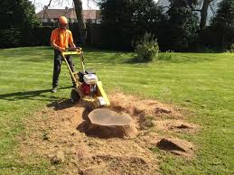 stump removal