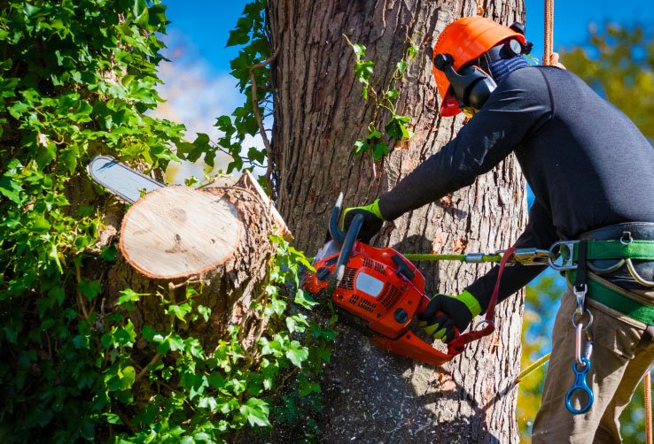 stump removal