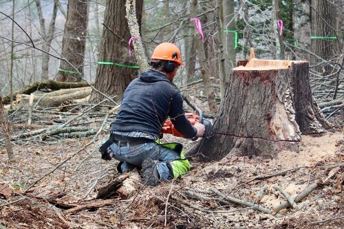 stump removal