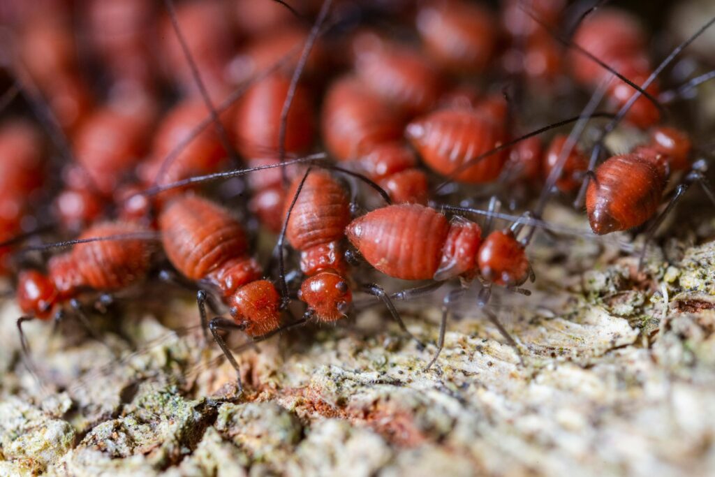 Termite Inspection Sydney: The Signs You Might Have an Infestation