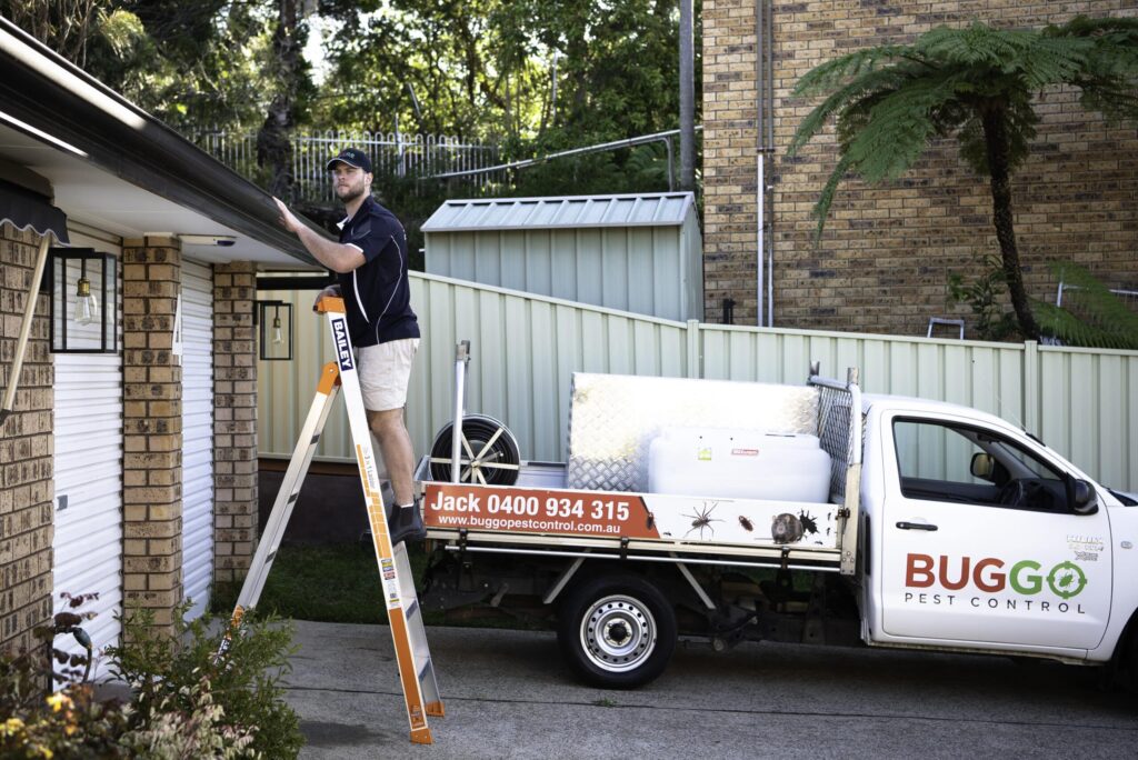 Termite Treatment Sydney: How to Protect Your Home from Costly Damage