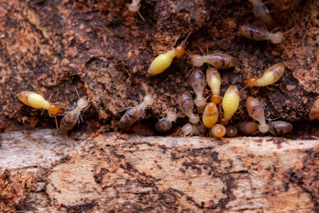 Termite Inspection Sydney: The Signs You Might Have an Infestation
