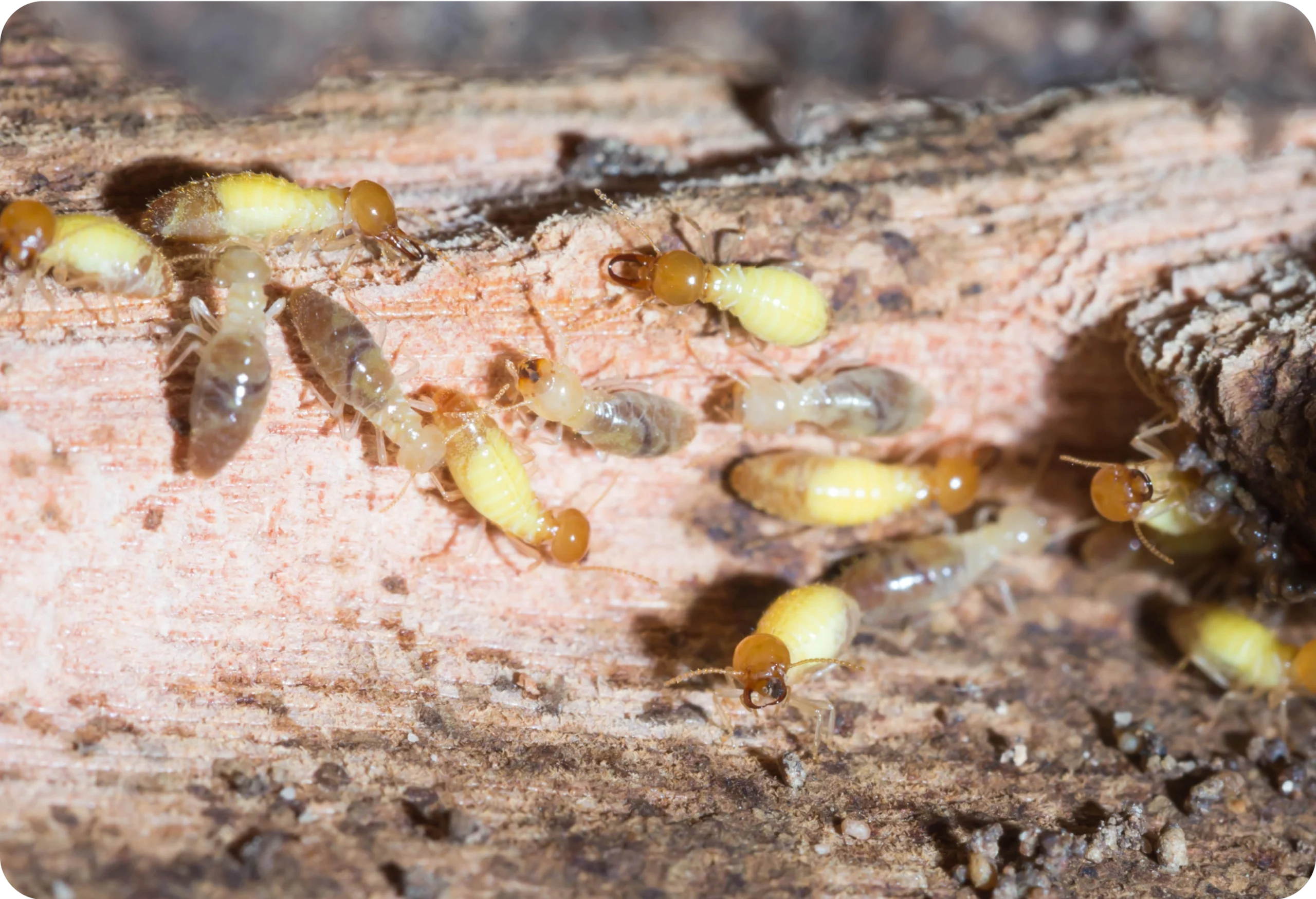 Termite Removal Sydney
