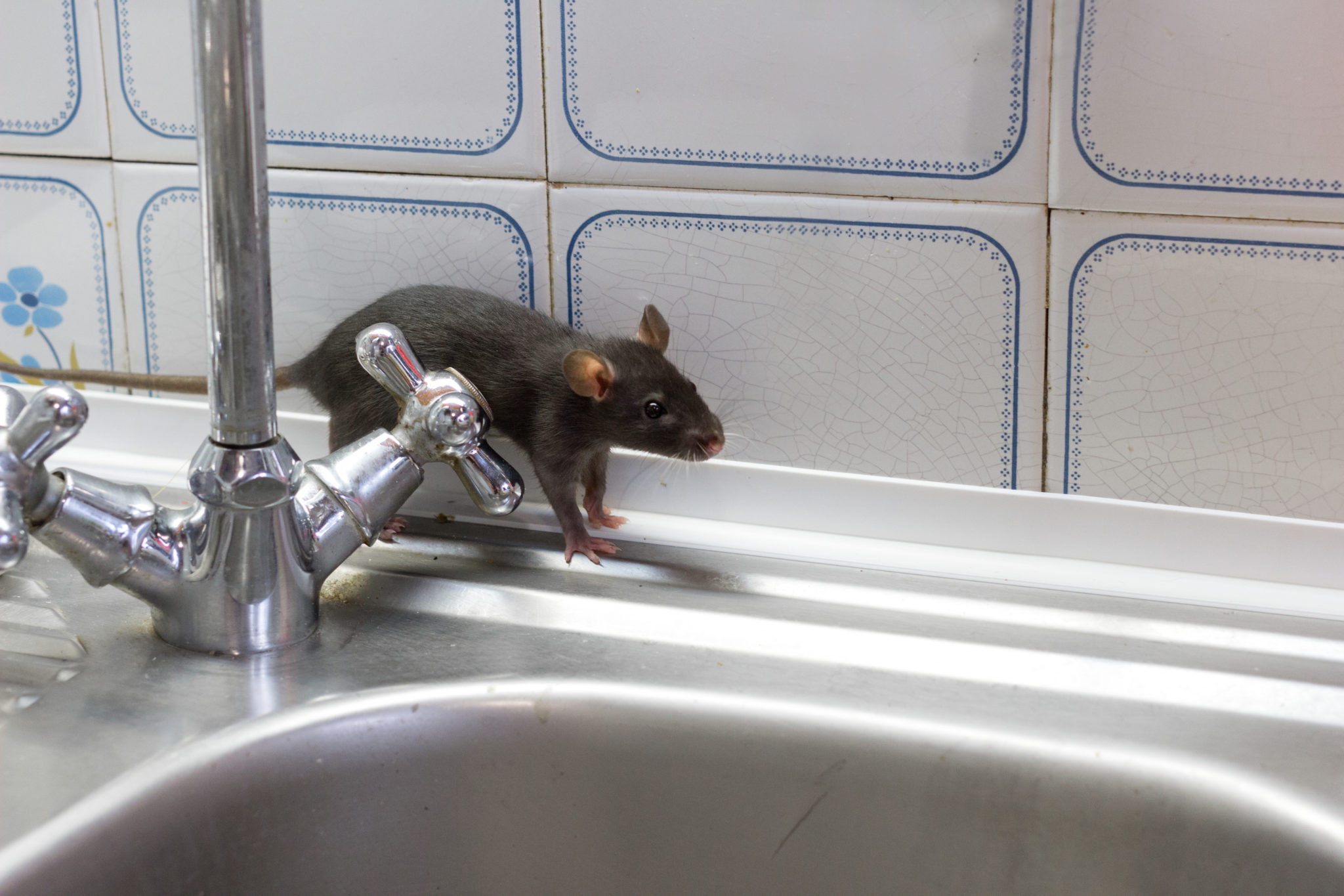 Rodent Control Sydney