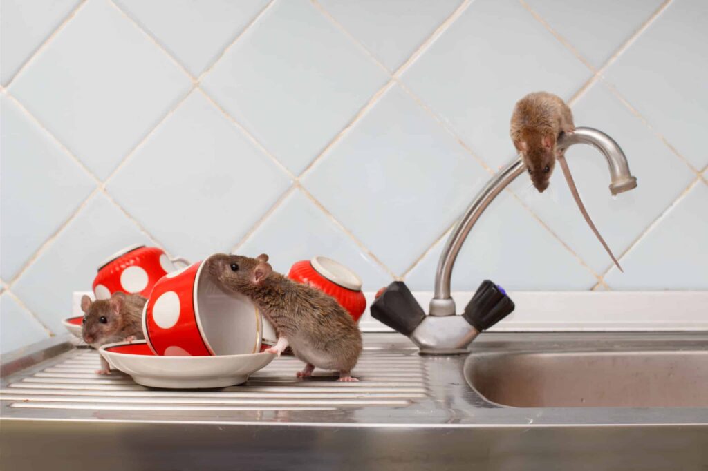 Rodent Control Sydney