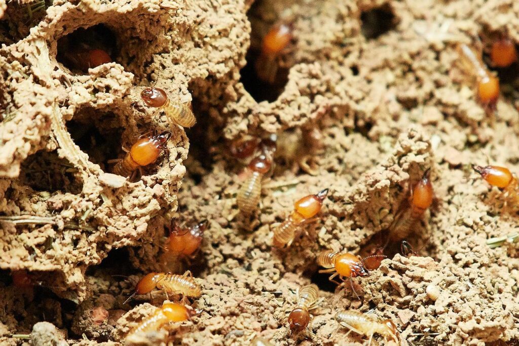 Termite Removal Sydney