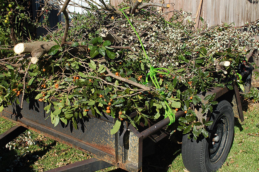 How Tree Removal in Sydney Reflects Our Changing Relationship With Nature