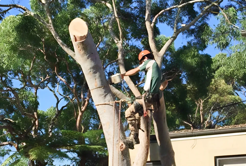 How Tree Removal in Sydney Reflects Our Changing Relationship With Nature