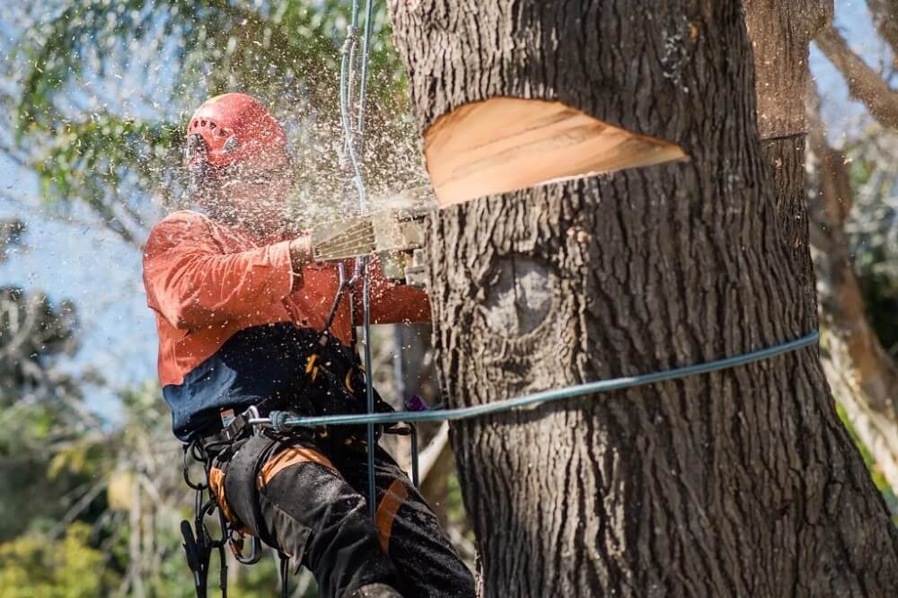 How Tree Removal in Sydney Reflects Our Changing Relationship With Nature