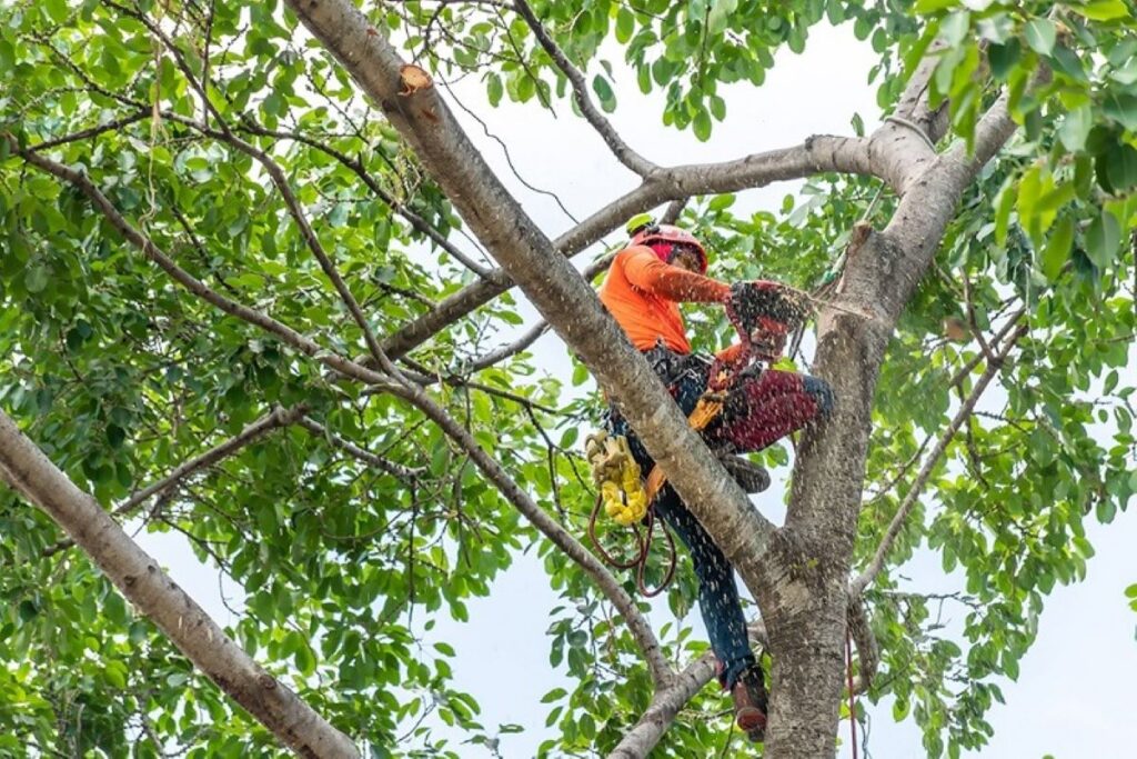 tree services Roseville