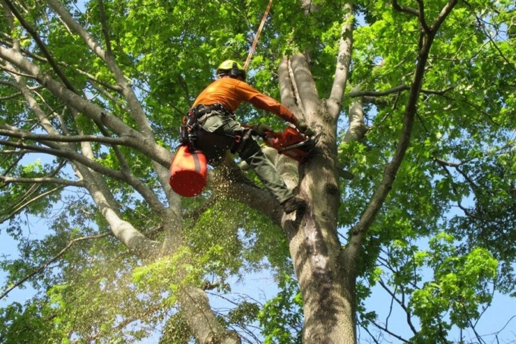 tree services Roseville
