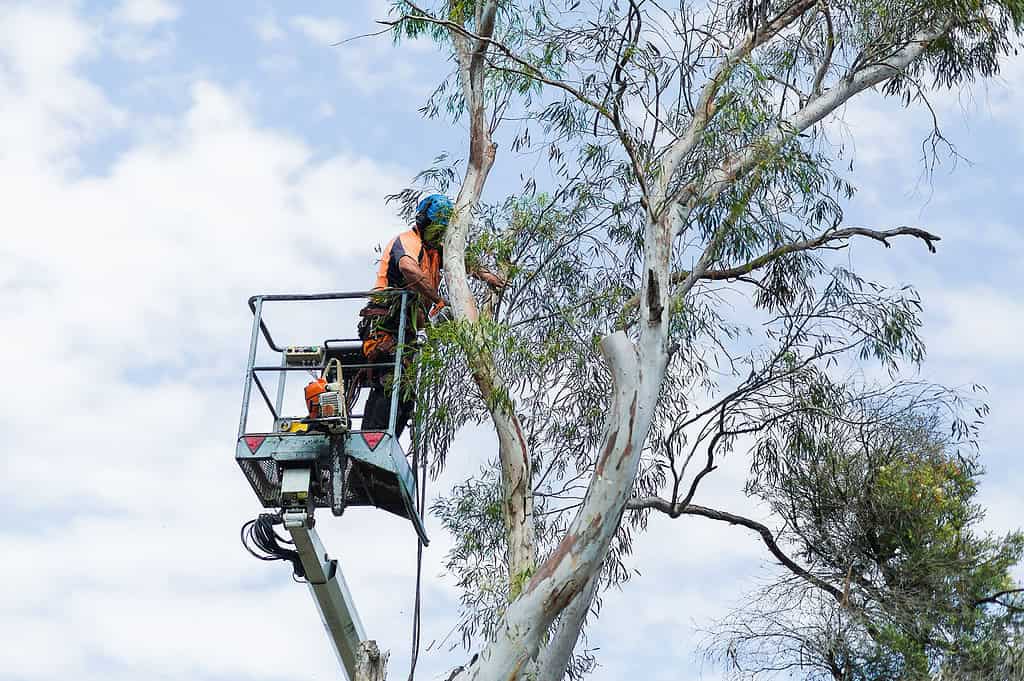 tree services Roseville