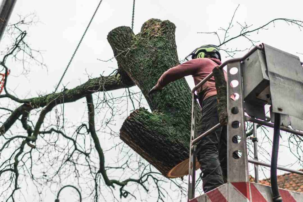 Professional Tree Removal Service: Safe and Efficient Solutions Across ...