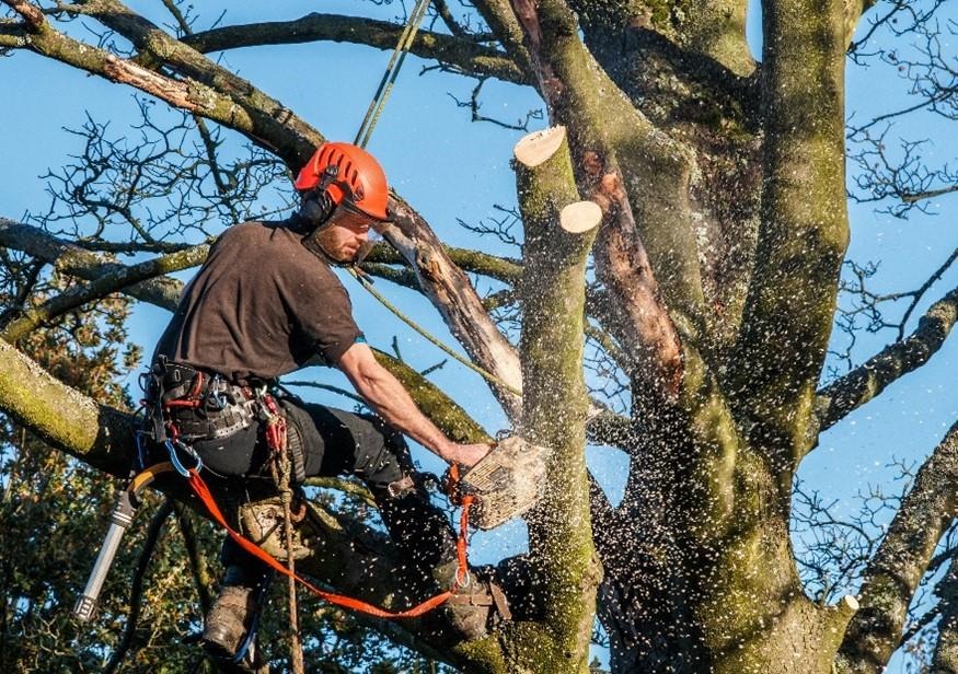 Affordable Tree Removal Services Across Australia