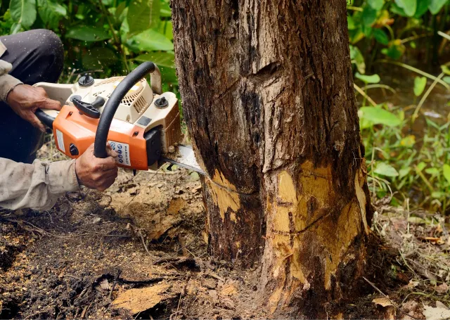 The Top 4 Reasons to Invest in Professional Stump Grinding