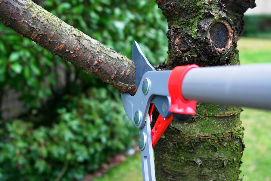 The Top 4 Reasons to Invest in Professional Stump Grinding