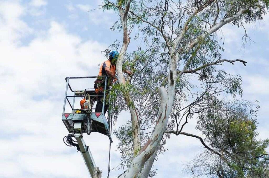 Epping tree removal