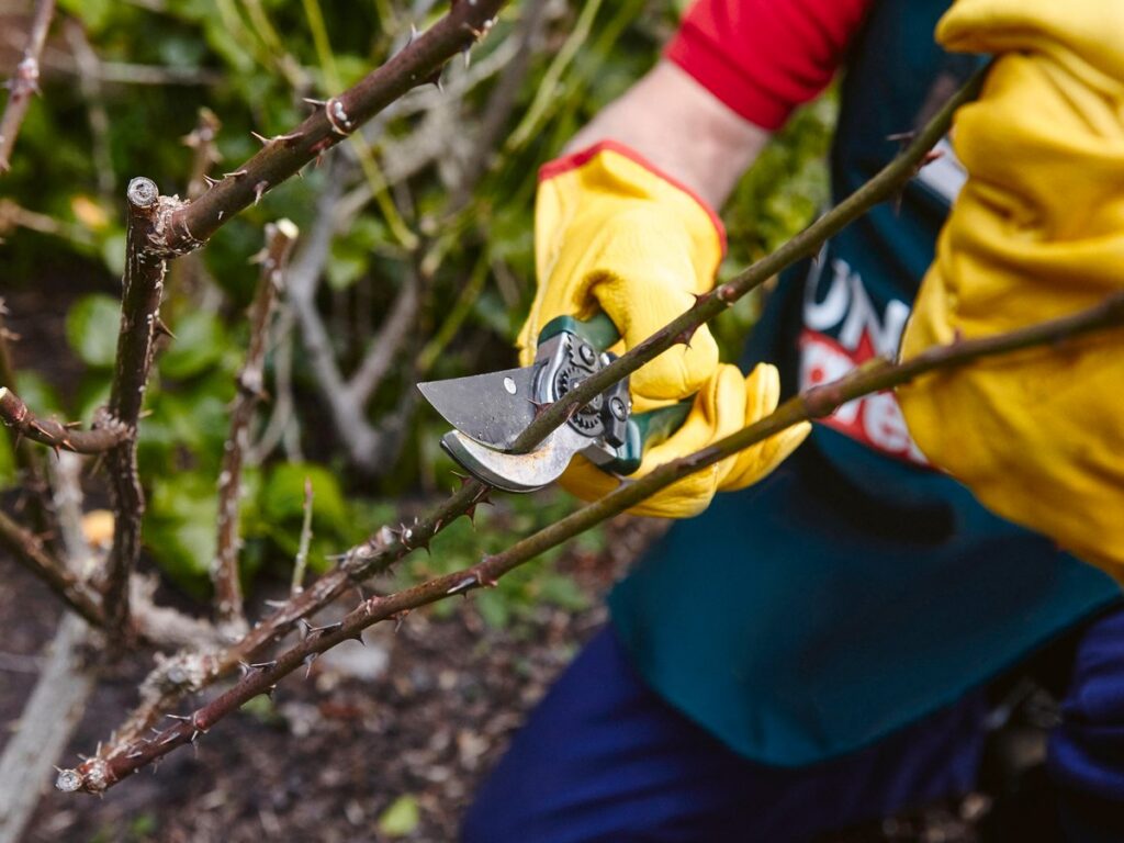 Tree Pruning Sydney: The Right Cuts, the Right Season, the Right Price