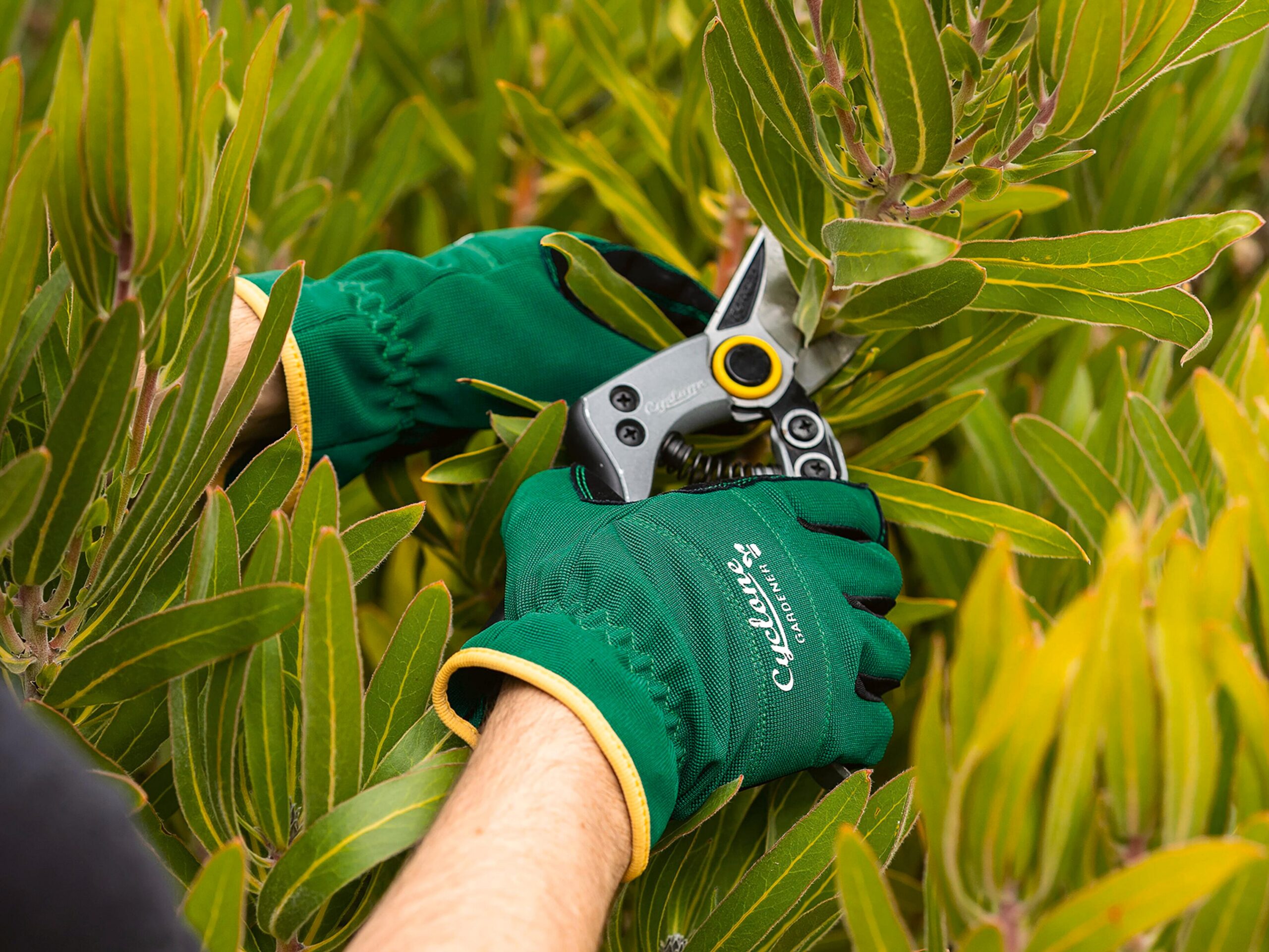 Tree Pruning Sydney: The Right Cuts, the Right Season, the Right Price