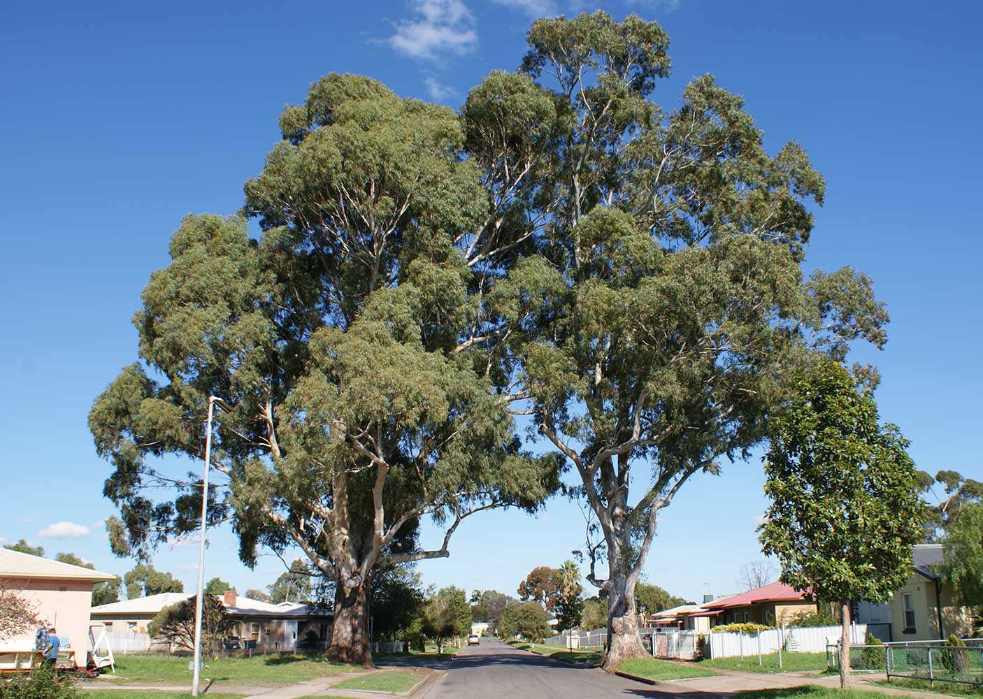 Tree Pruning Sydney: The Right Cuts, the Right Season, the Right Price
